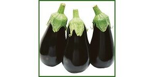 Aubergine