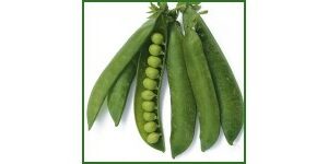 Petit pois