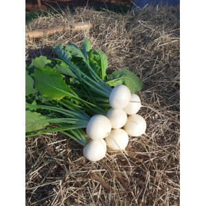 Navet calisson botte